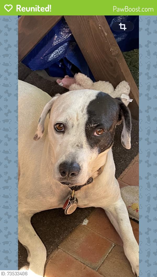 Reunited Female Dog last seen Digg, Santa Cruz, CA 95060