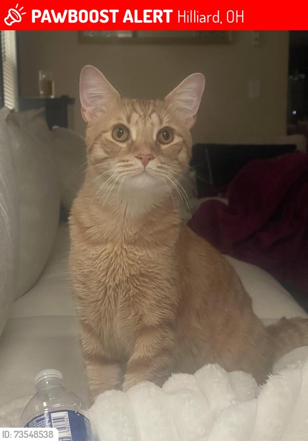 Lost Male Cat last seen cosgray road and hoffman farms, Hilliard, OH 43026