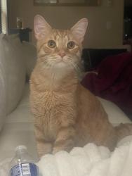 Lost Male Cat last seen cosgray road and hoffman farms, Hilliard, OH 43026