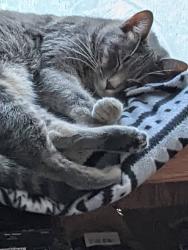 Reunited Male Cat last seen Rosewood and Royale behind northwest plaza, Muncie, IN 47304