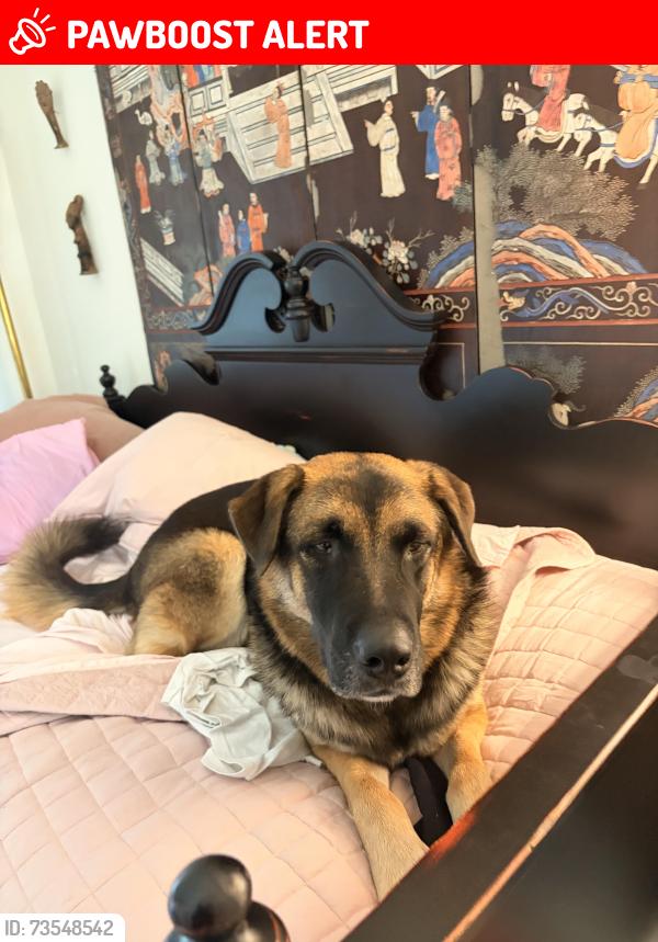 Lost Male Dog last seen the sort of circle culdesac thing on the left side of canyon spirit way, Catalina Foothills, AZ 85718