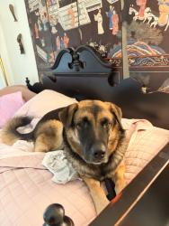 Lost Male Dog last seen the sort of circle culdesac thing on the left side of canyon spirit way, Catalina Foothills, AZ 85718