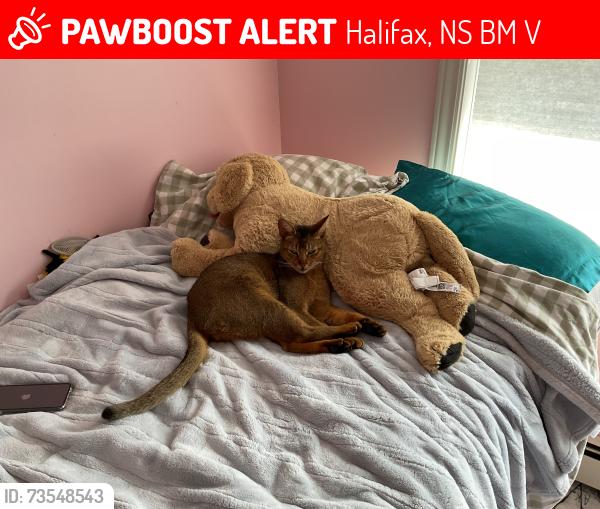 Lost Male Cat last seen Starboard Drive, Halifax, NS B3M 4V8