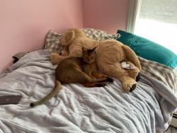 Lost Male Cat last seen Starboard Drive, Halifax, NS B3M 4V8