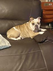 Lost Female Dog last seen Gardenia, McKinney, TX 75070