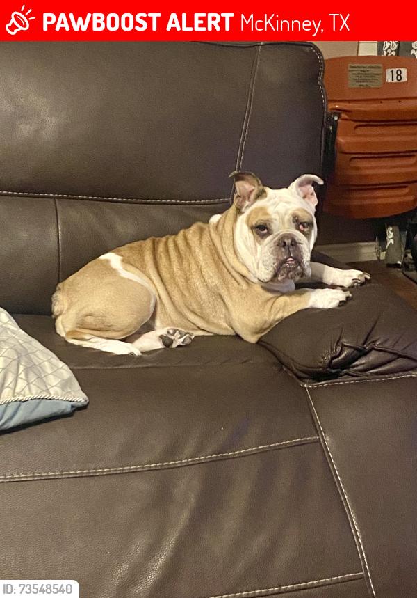 Lost Female Dog last seen Gardenia, McKinney, TX 75070