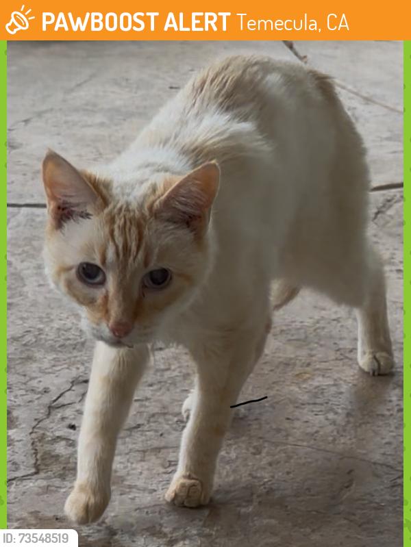 Found/Stray Unknown Cat last seen Teton Way & Yellowstone Ln near Pechanga Casino, Temecula, CA 92592