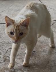 Found/Stray Unknown Cat last seen Teton Way & Yellowstone Ln near Pechanga Casino, Temecula, CA 92592
