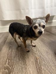 Reunited Female Dog last seen Eastern and E Silverado, Henderson, NV 89052