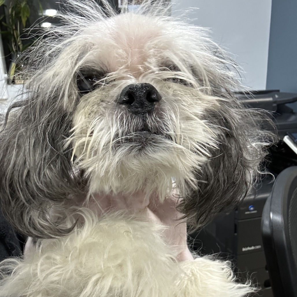 Shelter Stray Male Dog last seen , 124 Evergreen Ave, Newark, NJ 07114, USA