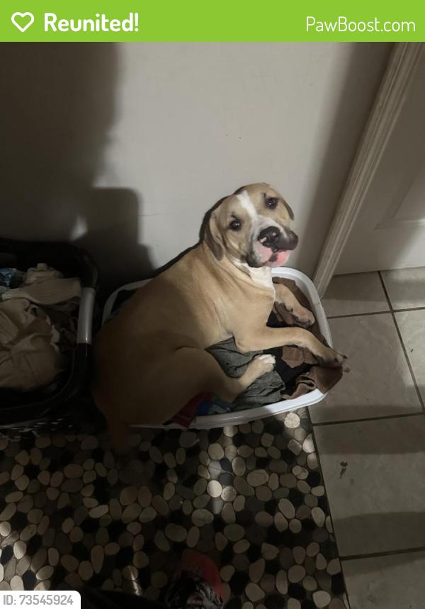 Reunited Male Dog last seen windtree subdivision off macon road, Columbus, GA 31907