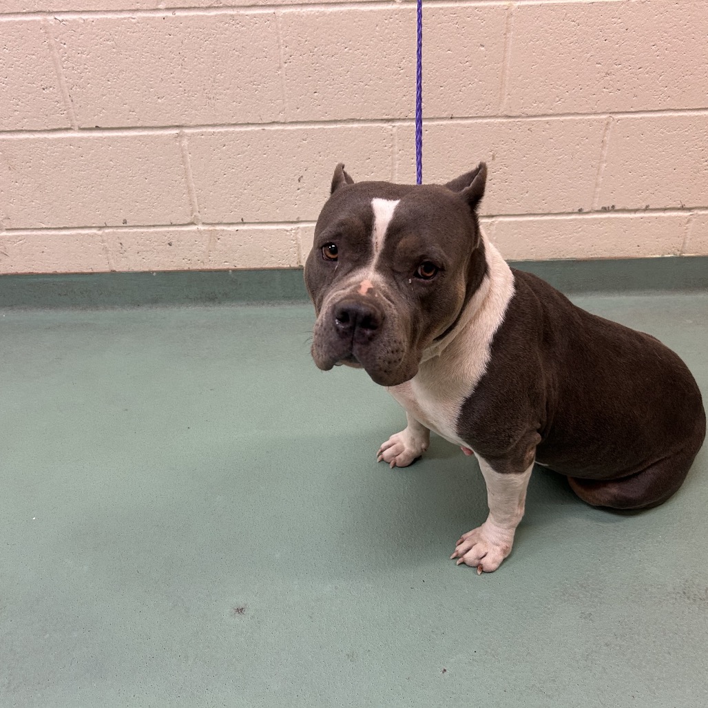 Shelter Stray Female Dog last seen , 2350 Appling City Cove, Memphis, TN 38133, USA