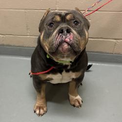 Shelter Stray Male Dog last seen , 2608 Center St, Tacoma, WA 98409, USA