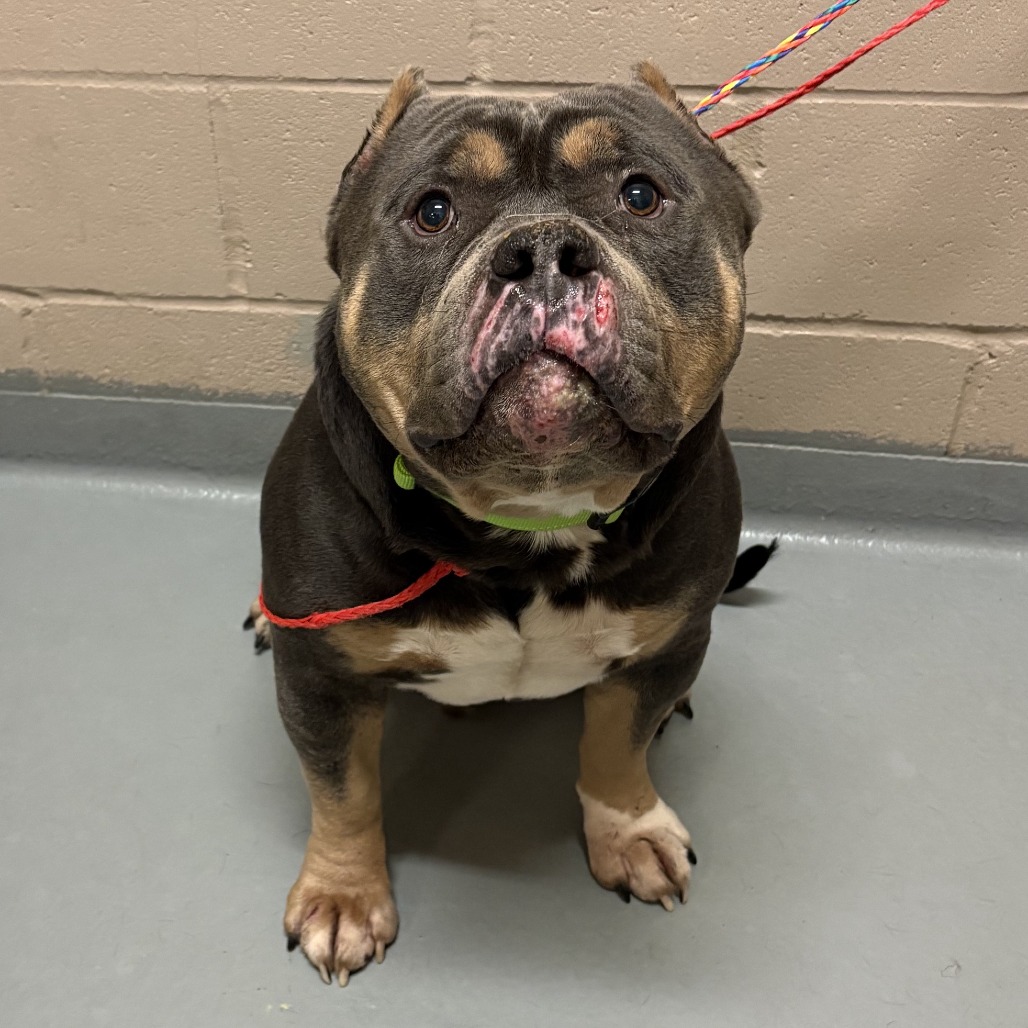 Shelter Stray Male Dog last seen , 2608 Center St, Tacoma, WA 98409, USA