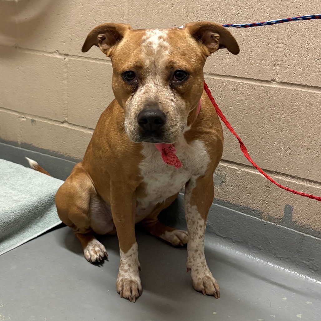 Shelter Stray Female Dog last seen , 2608 Center St, Tacoma, WA 98409, USA