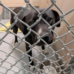 Shelter Stray Unknown Dog last seen , 2608 Center St, Tacoma, WA 98409, USA
