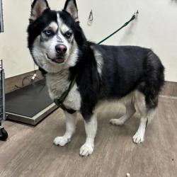 Shelter Stray Unknown Dog last seen , 361 S Raymond Ave, Pasadena, CA 91105, USA
