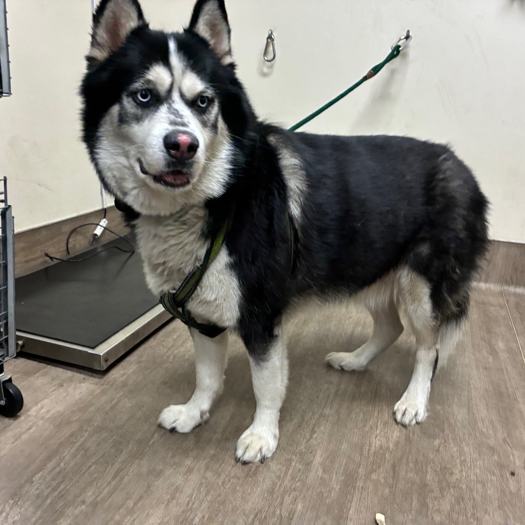 Shelter Stray Unknown Dog last seen , 361 S Raymond Ave, Pasadena, CA 91105, USA