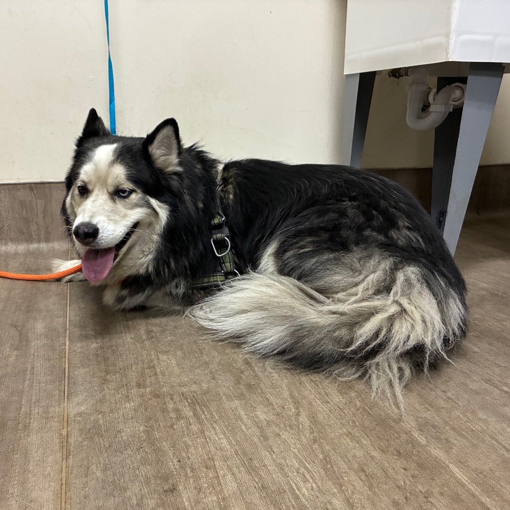 Shelter Stray Male Dog last seen , 361 S Raymond Ave, Pasadena, CA 91105, USA