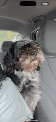 Lost Female Dog last seen Everman, Fort Worth, TX 76140