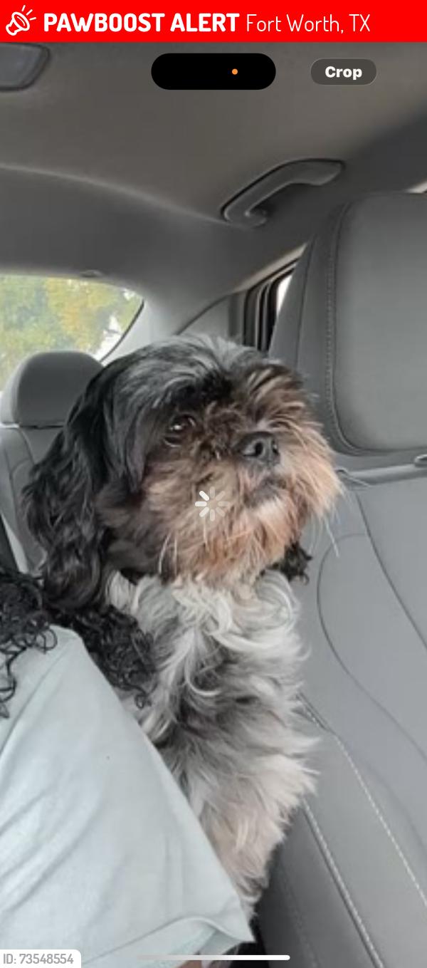 Lost Female Dog last seen Everman, Fort Worth, TX 76140