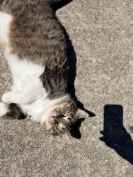 Lost Female Cat last seen Acton & Inspiration, Indianapolis, IN 46259
