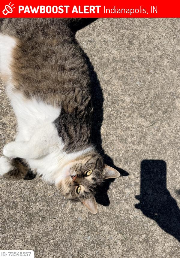 Lost Female Cat last seen Acton & Inspiration, Indianapolis, IN 46259