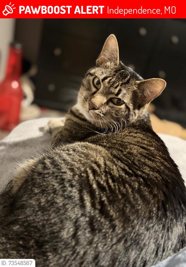 Lost Female Cat last seen Grove dr, Independence, MO 64058