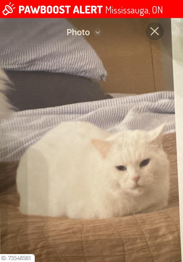 Lost Male Cat last seen Queen st w and Red Pine, Mississauga, ON 