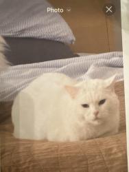 Lost Male Cat last seen Queen st w and Red Pine, Mississauga, ON 