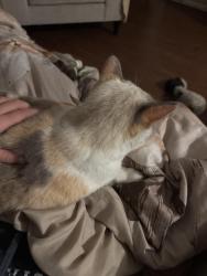 Reunited Female Cat last seen Ottawa st & Lincoln rd, Windsor, ON 48226