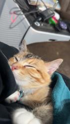 Lost Female Cat last seen Aeroplaza blvd and Aeroplaza Dr, Colorado Springs, CO 80916