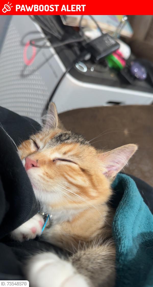 Lost Female Cat last seen Aeroplaza blvd and Aeroplaza Dr, Colorado Springs, CO 80916