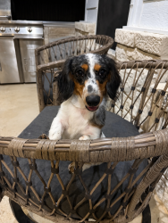 Lost Male Dog last seen Stephenson levy rd and 1187, Burleson, TX 76028