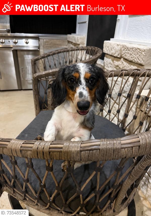 Lost Male Dog last seen Stephenson levy rd and 1187, Burleson, TX 76028
