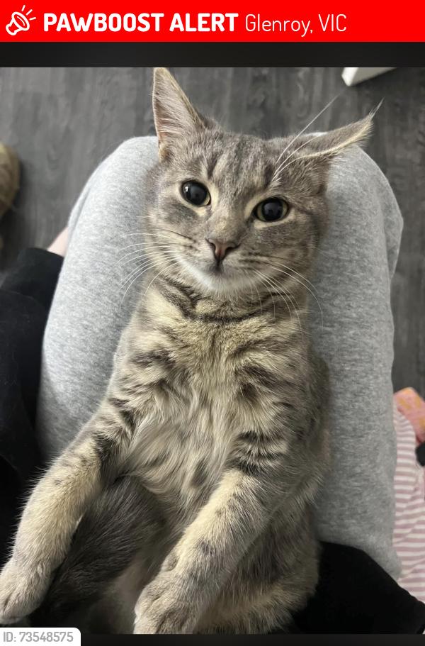 Lost Female Cat last seen Bindi street and jacana trail, Glenroy, VIC 3046