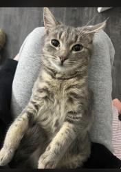 Lost Female Cat last seen Bindi street and jacana trail, Glenroy, VIC 3046