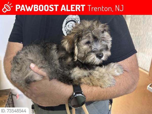 Lost Male Dog last seen Near Garfield avén, Trenton, NJ 08629