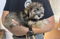 Lost Male Dog last seen Near Garfield avén, Trenton, NJ 08629