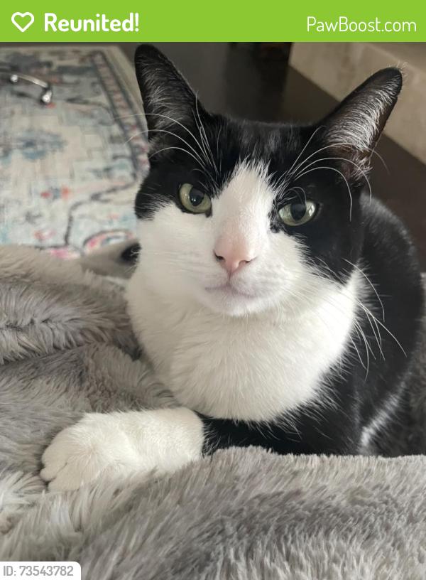Reunited Male Cat last seen Canterbury Dr and Tam o Shanter, Phoenix, AZ 85023