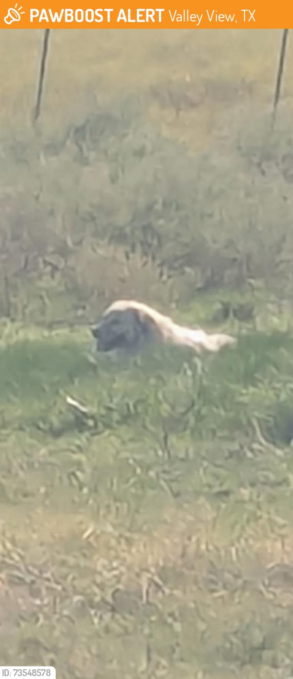 Found/Stray Unknown Dog last seen Near county road valley view tx, Valley View, TX 76272