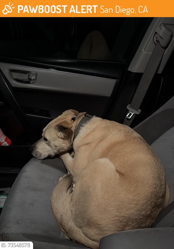 Found/Stray Male Dog last seen Hidden Valley / Torrey Pines intersection, San Diego, CA 92037