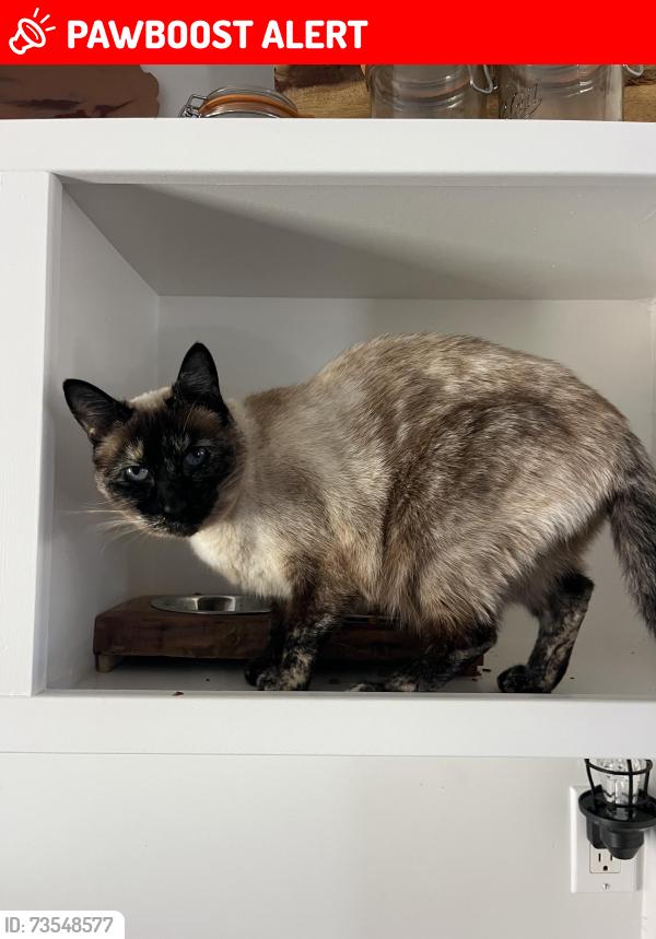 Lost Female Cat last seen 14th and Ramona, Baywood-Los Osos, CA 93402