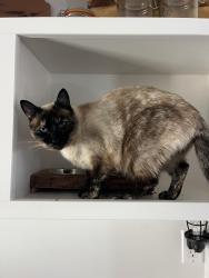 Lost Female Cat last seen 14th and Ramona, Baywood-Los Osos, CA 93402