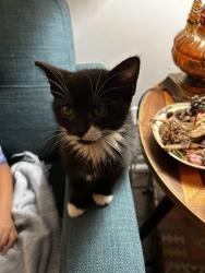 Lost Female Cat last seen 42nd and Rook Road, Indianapolis, IN 46234
