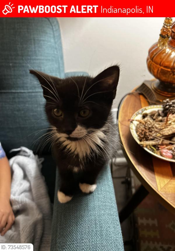 Lost Female Cat last seen 42nd and Rook Road, Indianapolis, IN 46234