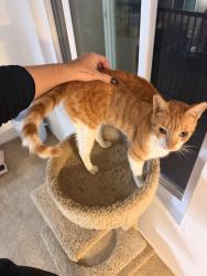 Lost Male Cat last seen Vanderbilt Ln & Ruxton Ln, Redondo Beach, CA 90278