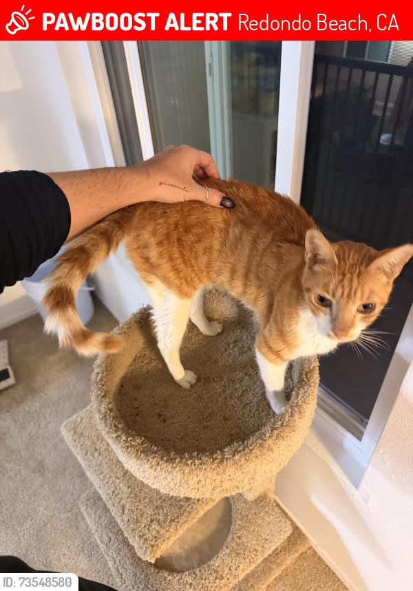 Lost Male Cat last seen Vanderbilt Ln & Ruxton Ln, Redondo Beach, CA 90278