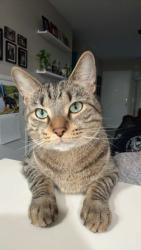 Reunited Male Cat last seen Cherrywood Way ests, and neighboring complexes, El Cajon, CA 92021