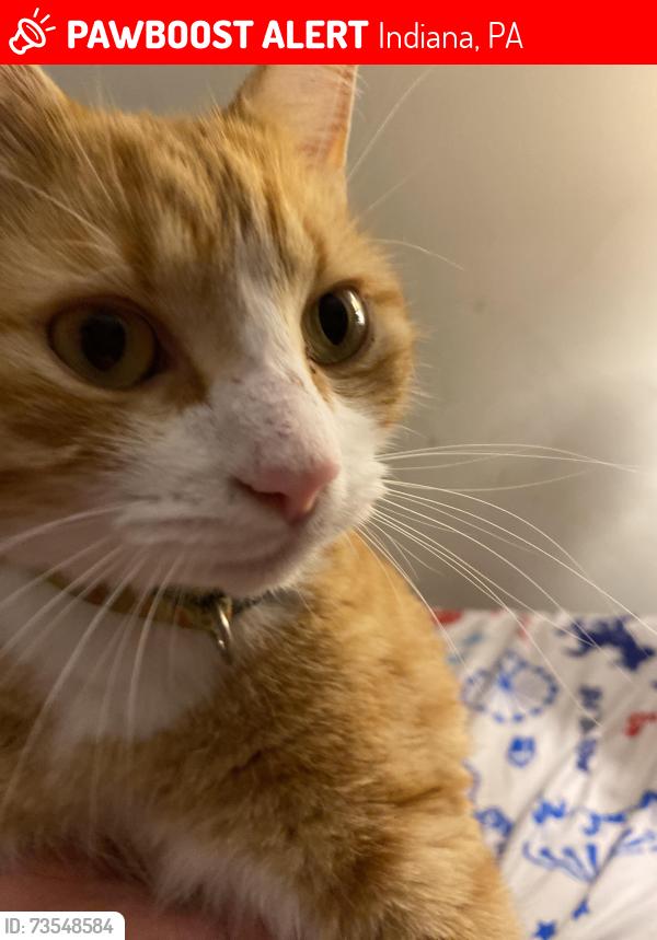 Lost Male Cat last seen North 8th street, Indiana, PA 15701